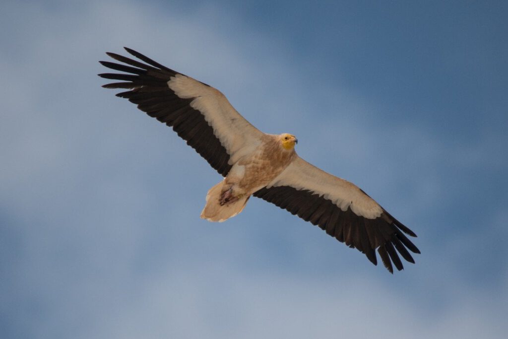Egyptian Vulture: Laura Woods