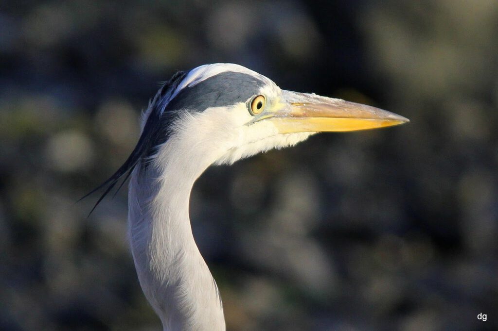 Heron by Dave G