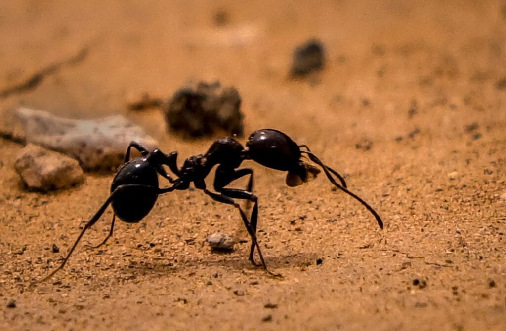 Ant: Alan Hillman