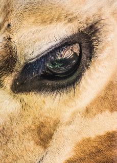 Eye Of The Giraffe by Carol Sheridan