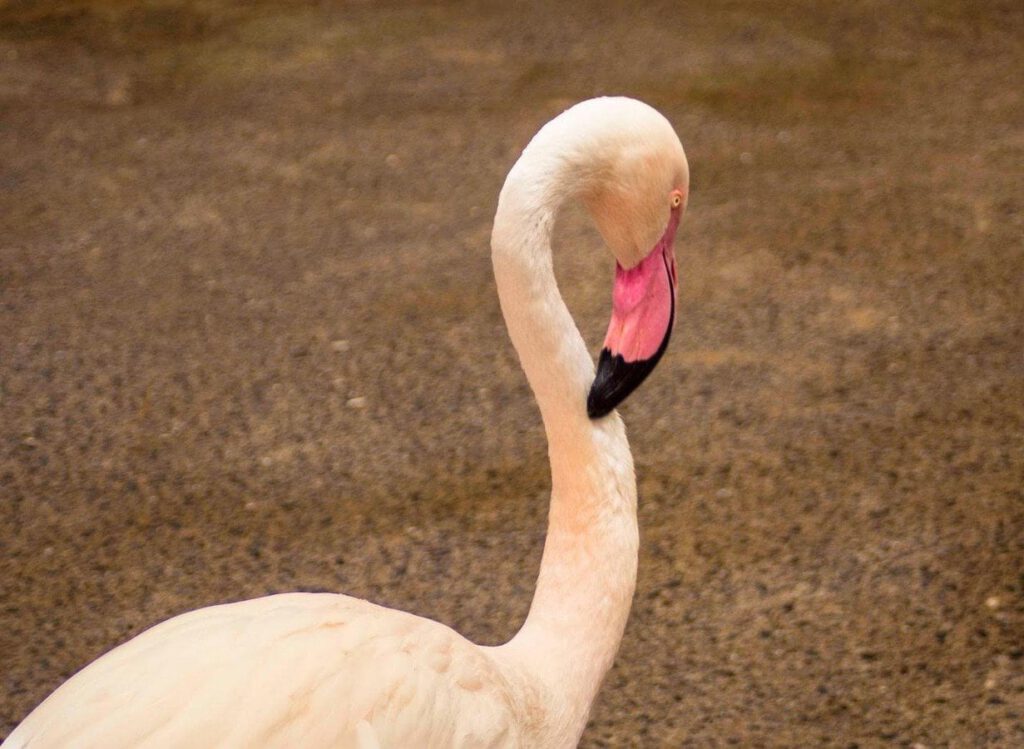 Flamingo by Wendy Kerr