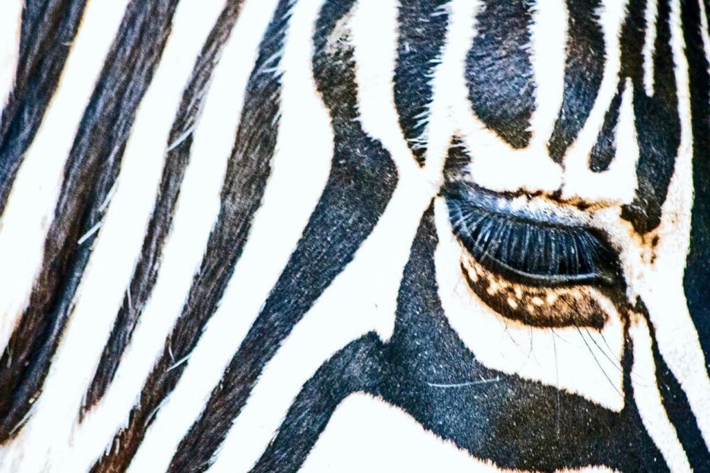 Eye Of The Zebra: Carol Sheridan