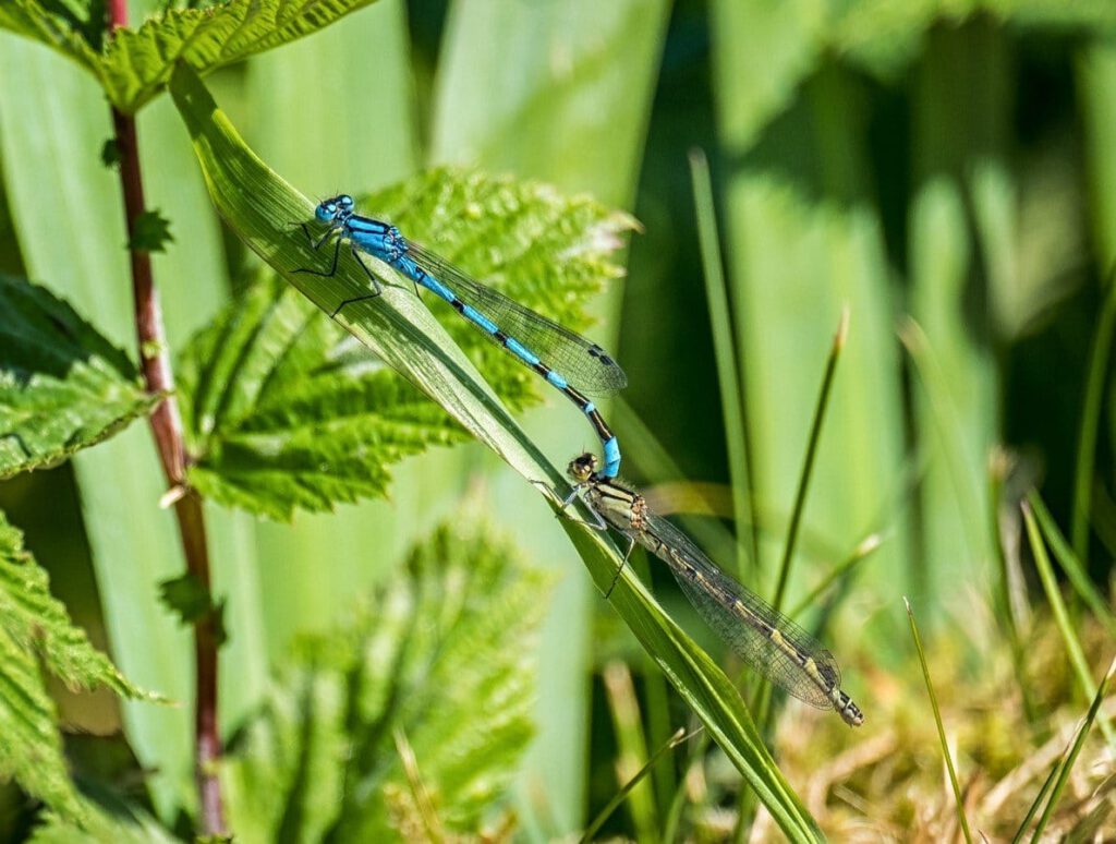 Damselfly Mating by Duncan Gray