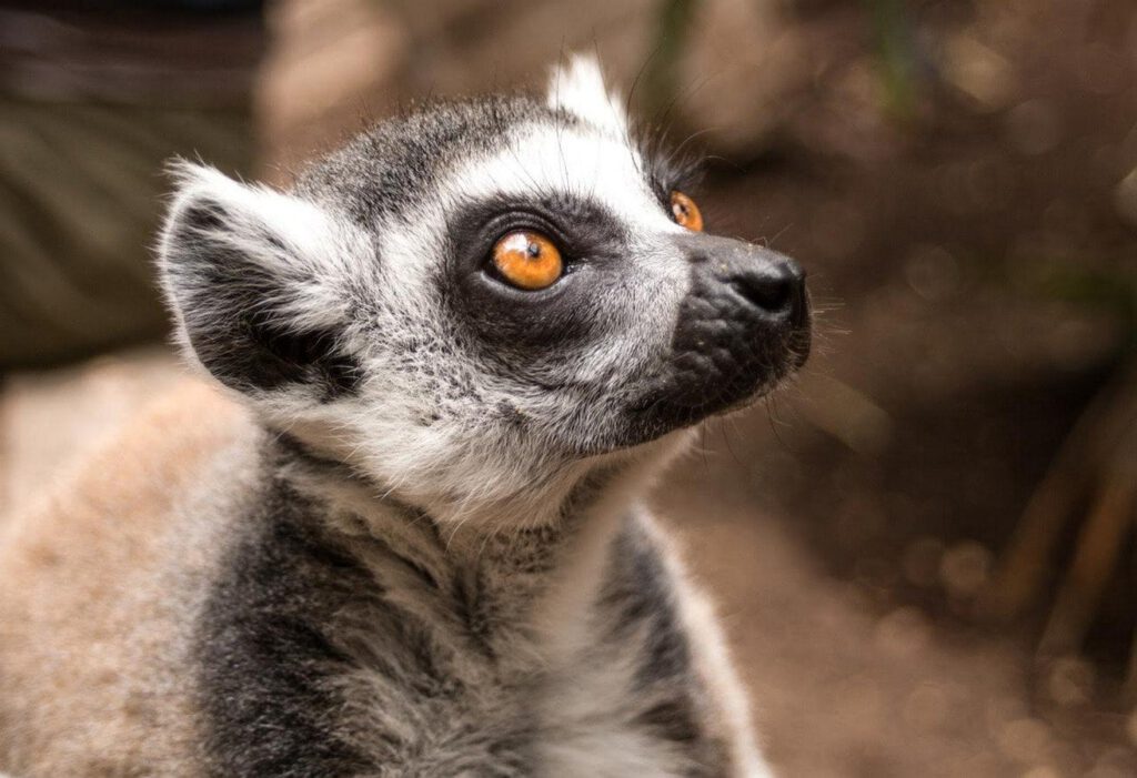 Lemur by Wendy Kerr