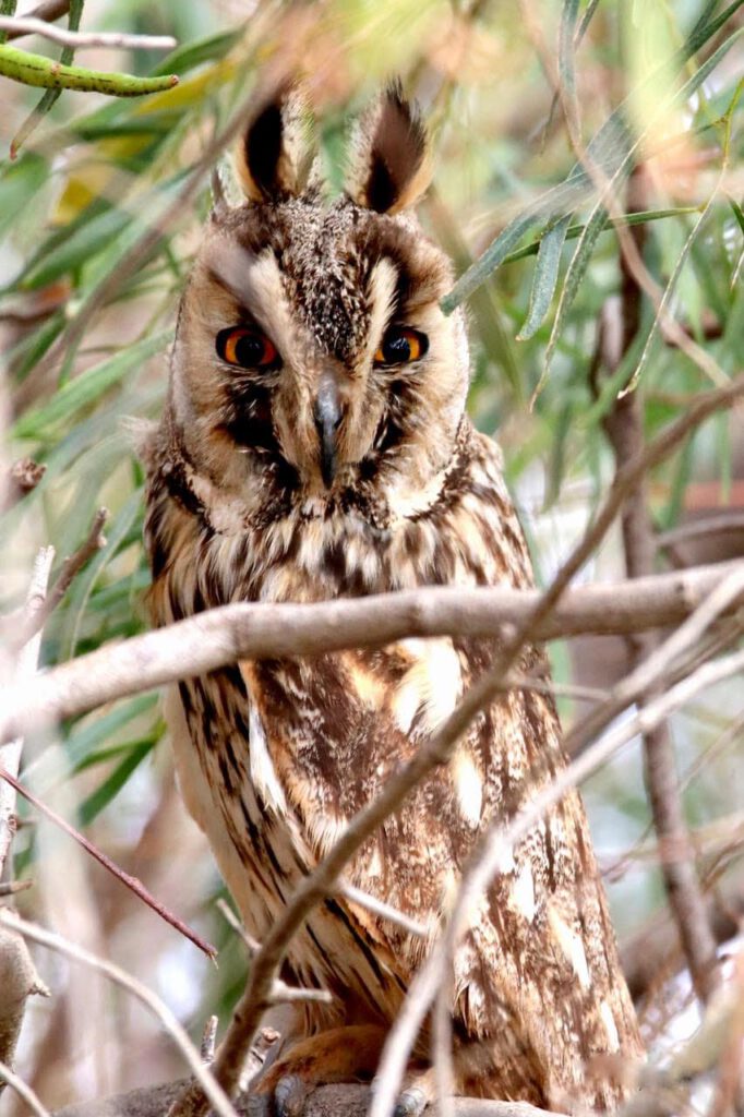 Long Eared Owl: Dave G