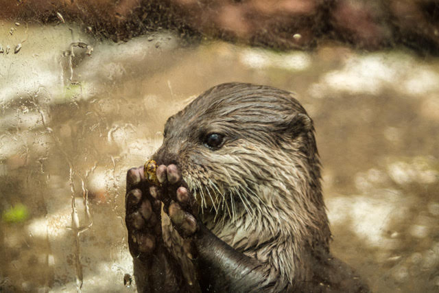 Otter: Wendy Kerr