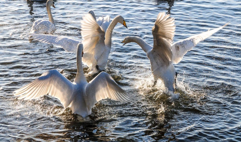 Swan Lake by Jill Terry