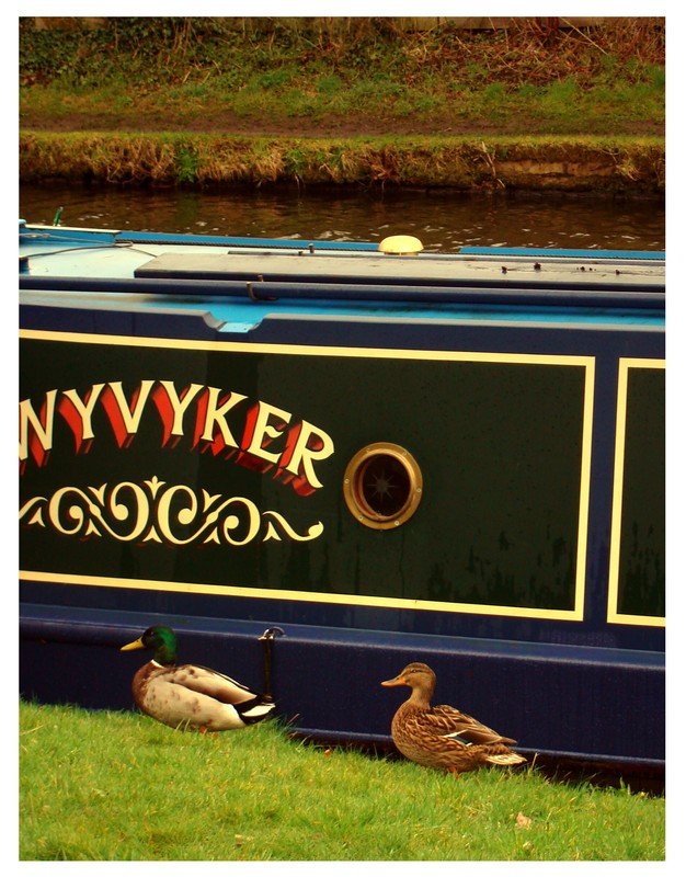 Ducks at the Barge by Steve Holdsworth