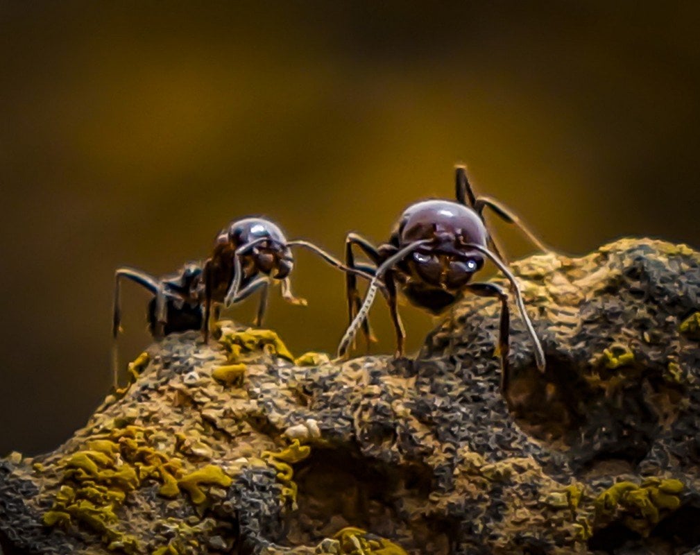 Small Ants by Alan Hillman
