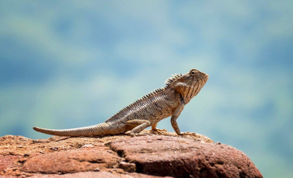 Gecko at Sigiriya by Duncan Gray