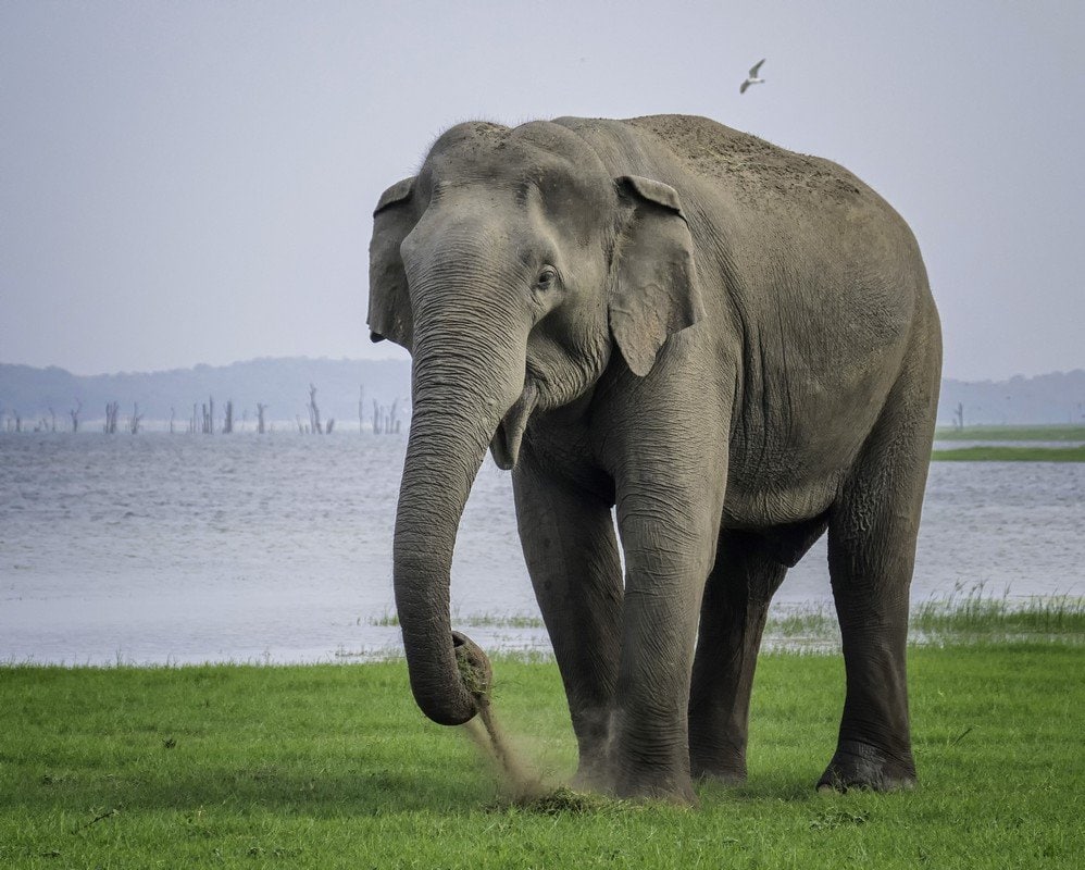 Elephant at Kaudulla by Duncan Gray