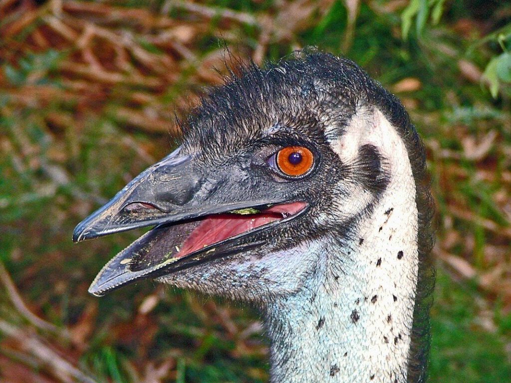 Emu by Jane Loyd Ashton
