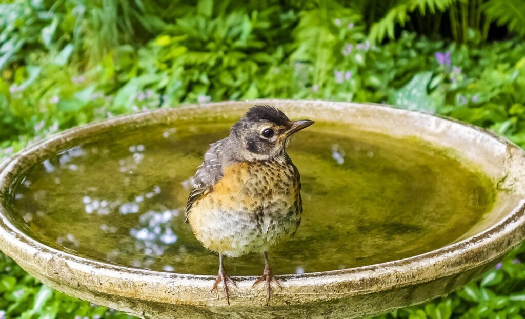 Young Robin by Helen Hillman