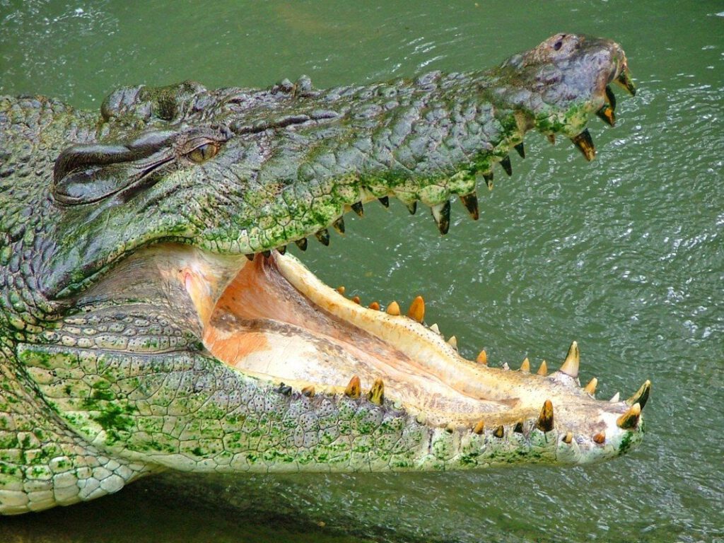 Crocodile by Jane Lloyd Ashton