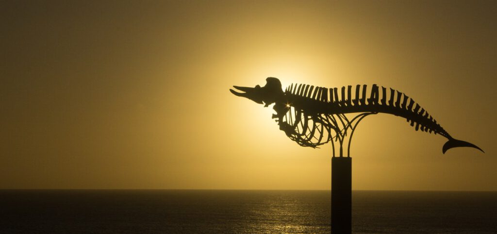 Sunset at Cuviers Beaked Whale Skeleton, Cotillo - Clive Newall