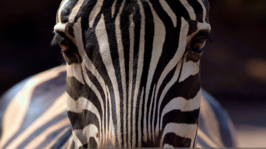 Once a Zebra by John Verlander