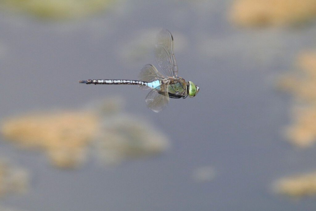 Empora Dragonfly at Antigua by Dave G