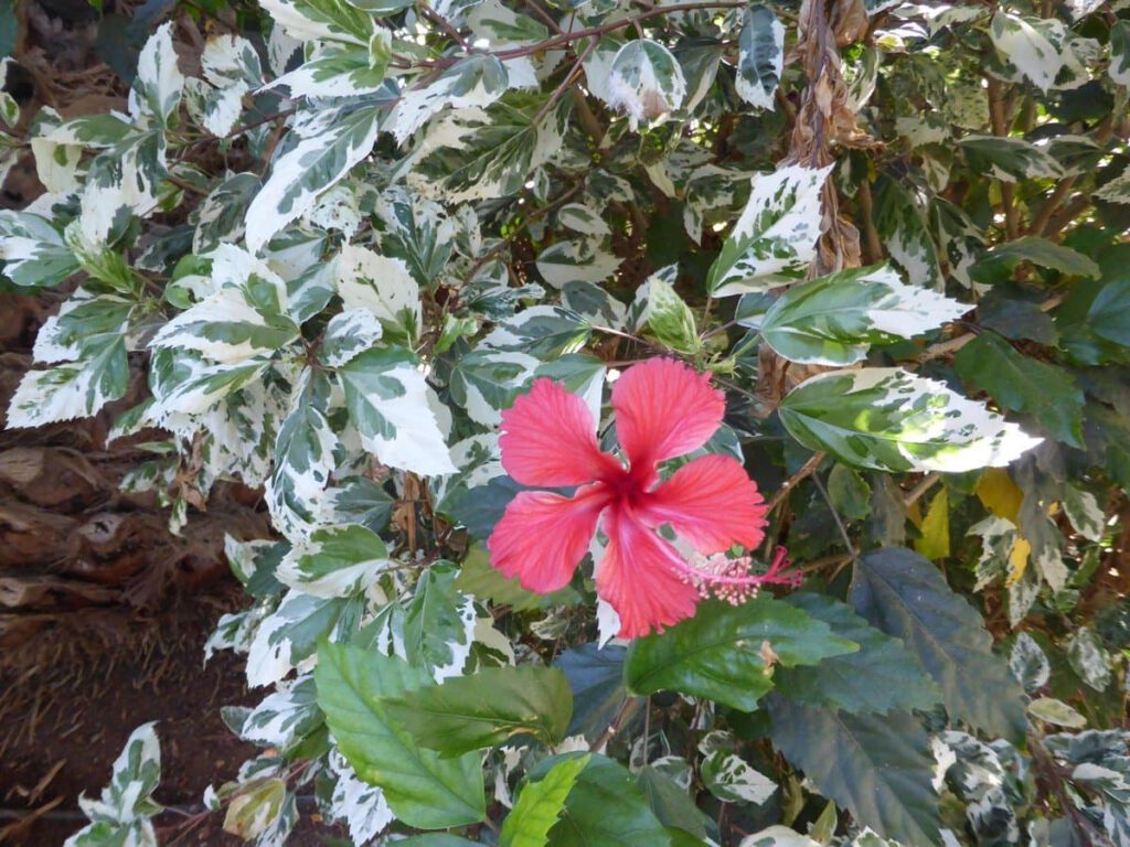 Variegated Hibiscus by Stephen Court 