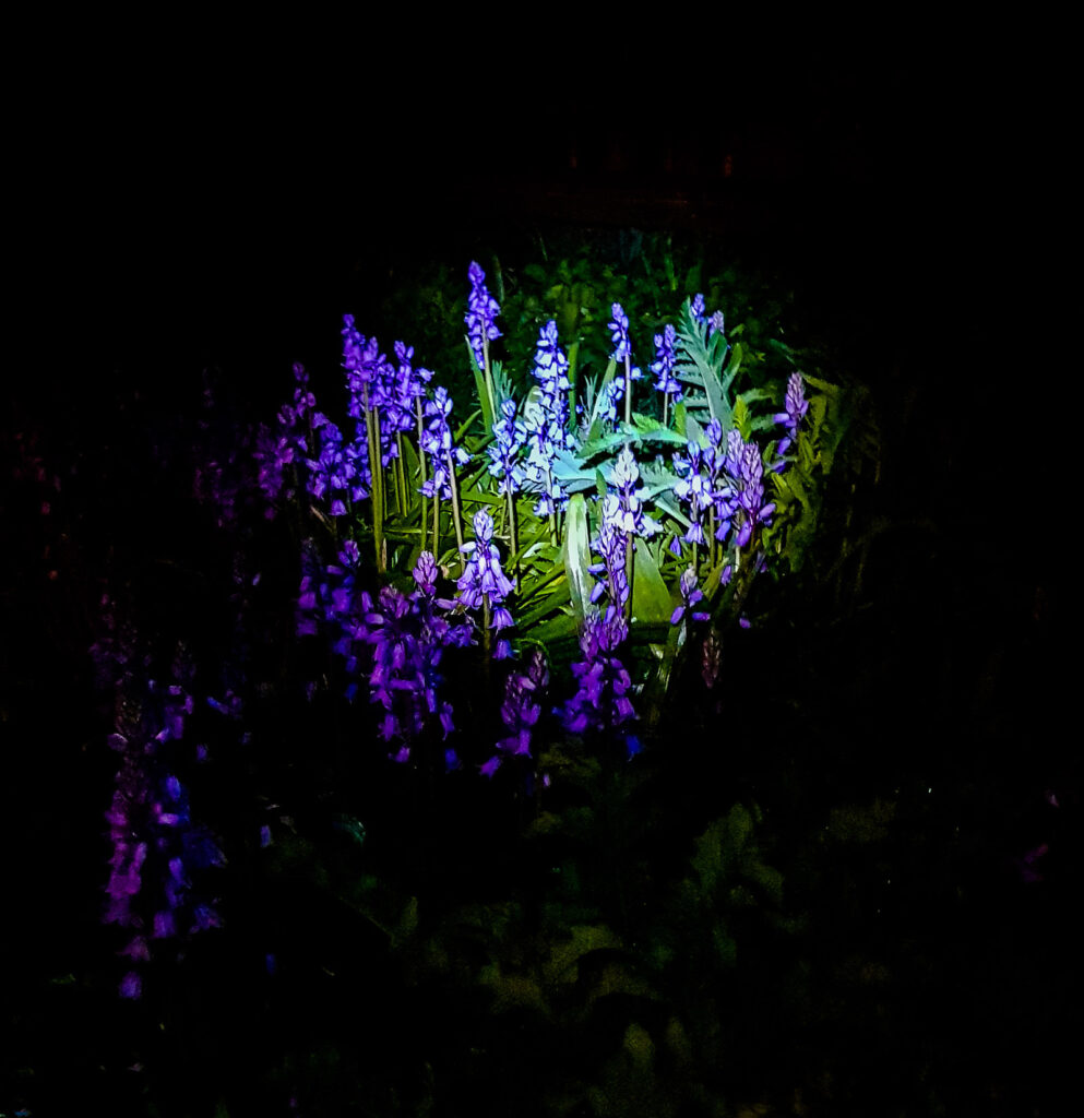 Bluebells by torchlight - Lee Mullins