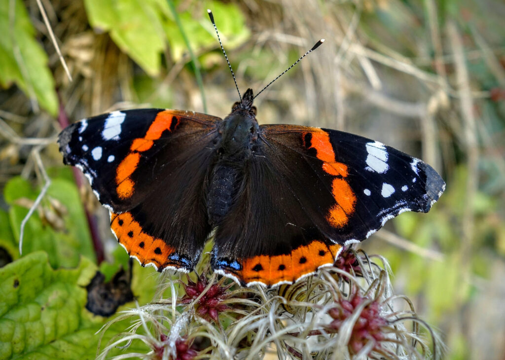 Papillon (Henri Charriere)---Helen Hillman