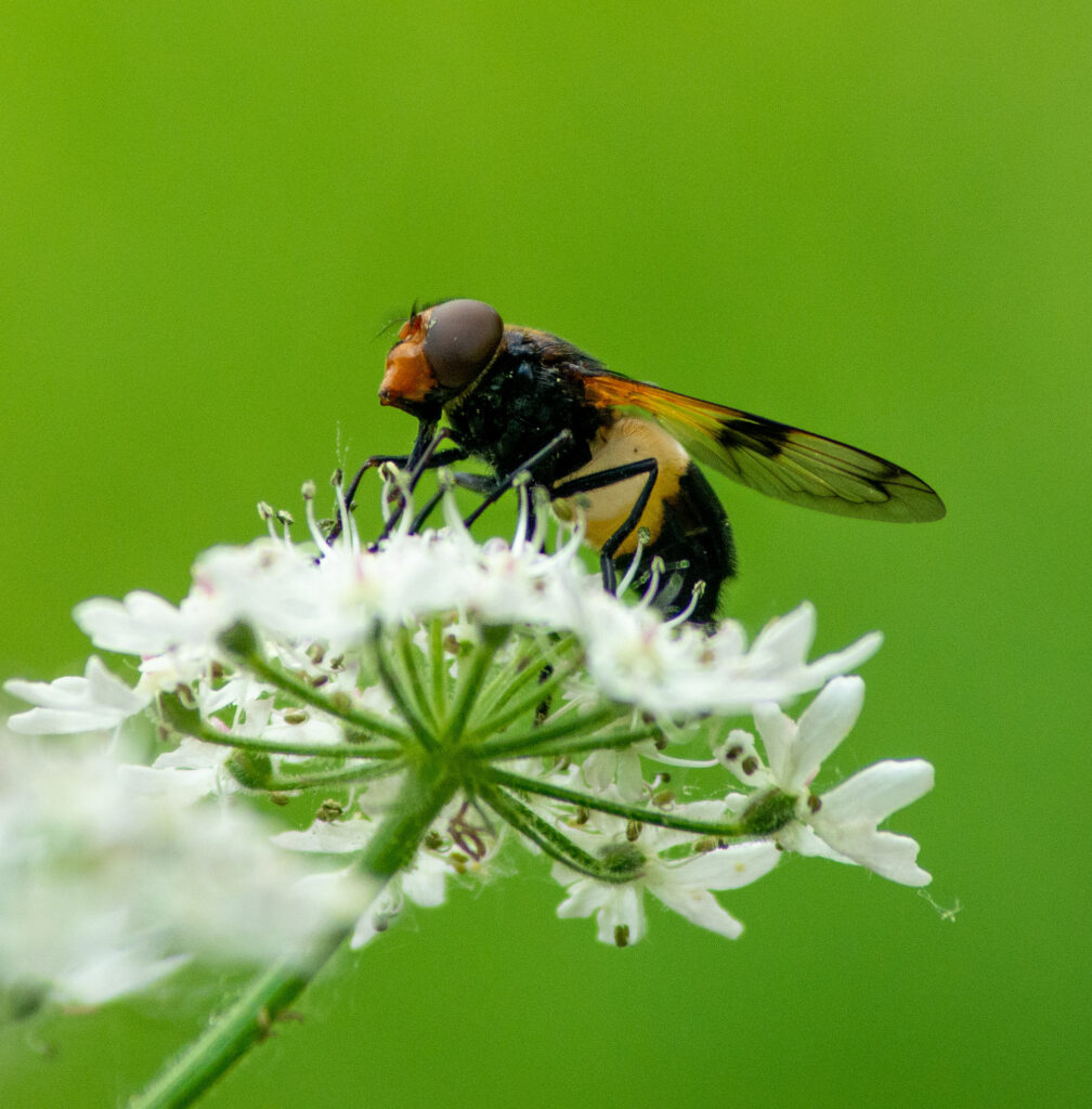 White Banded Drone Fly - Lee Mullins