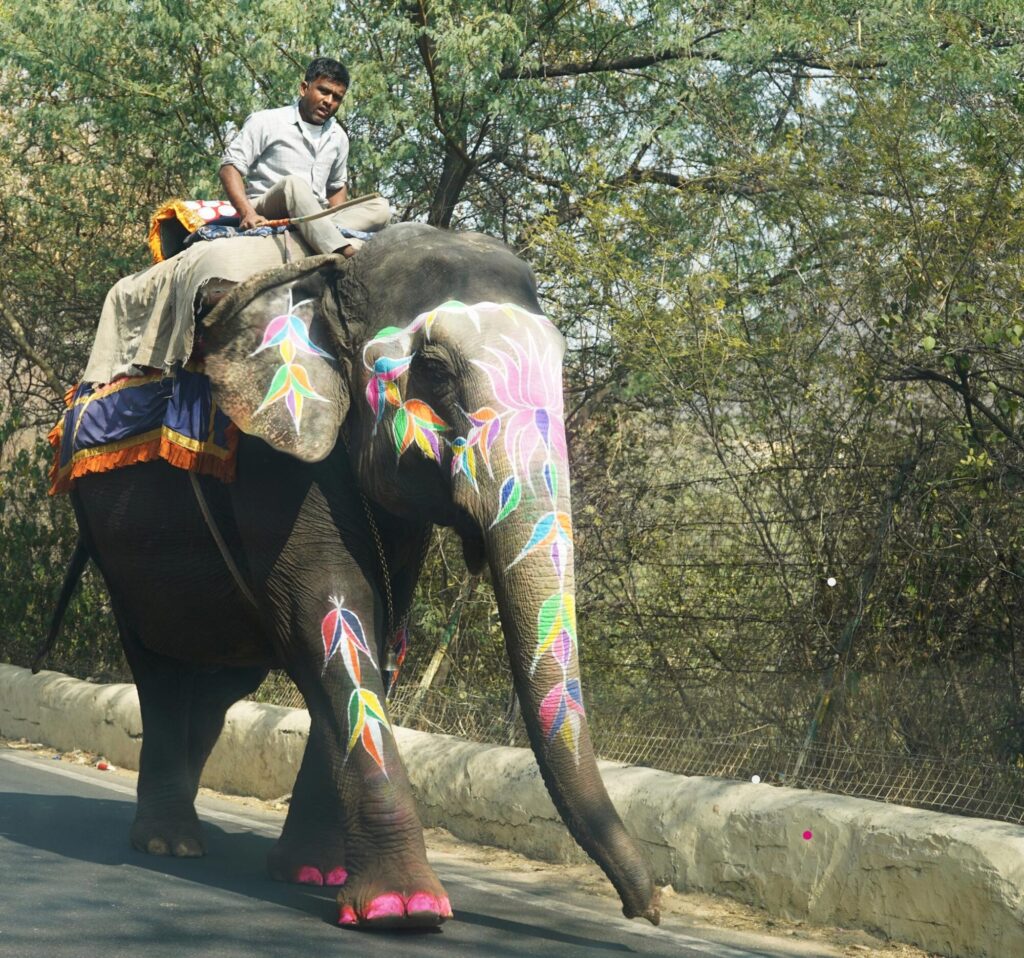 ELEPHANT-LOHRI-FESTIVAL_-Ashok-Nagrani