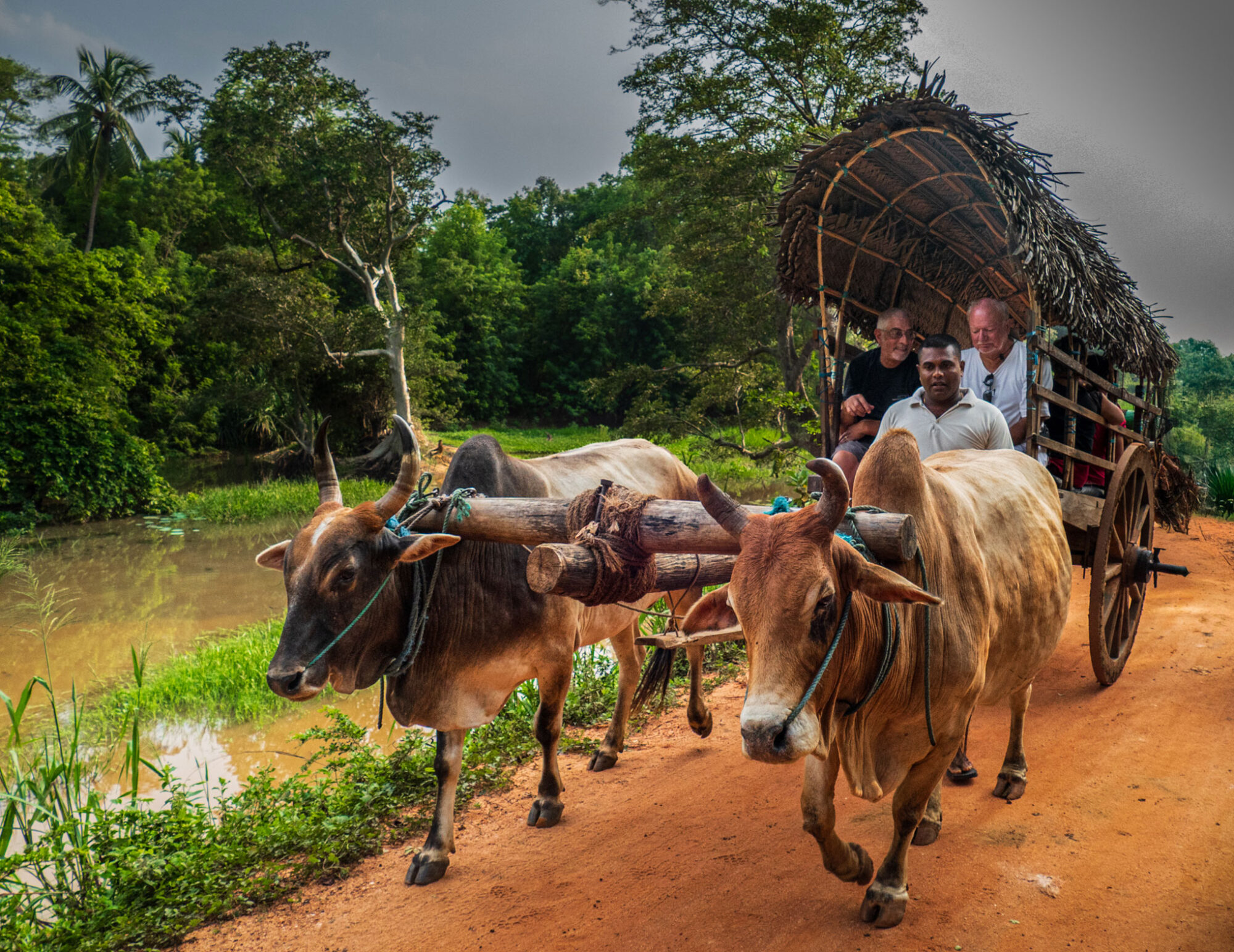 OX-CART_Duncan-Gray