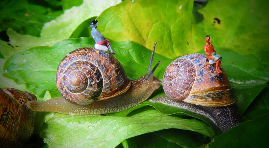 THE-HEADY-THRILL-OF-SNAIL-RACING_-Helen-Hillman-COMMENDED