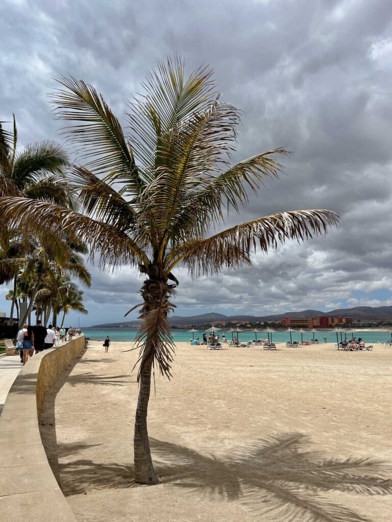 CALETA-BEACH-AND-PALM-TREE_Wendy-Kerr