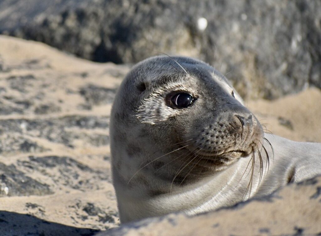 EYE SEA_John Verlander