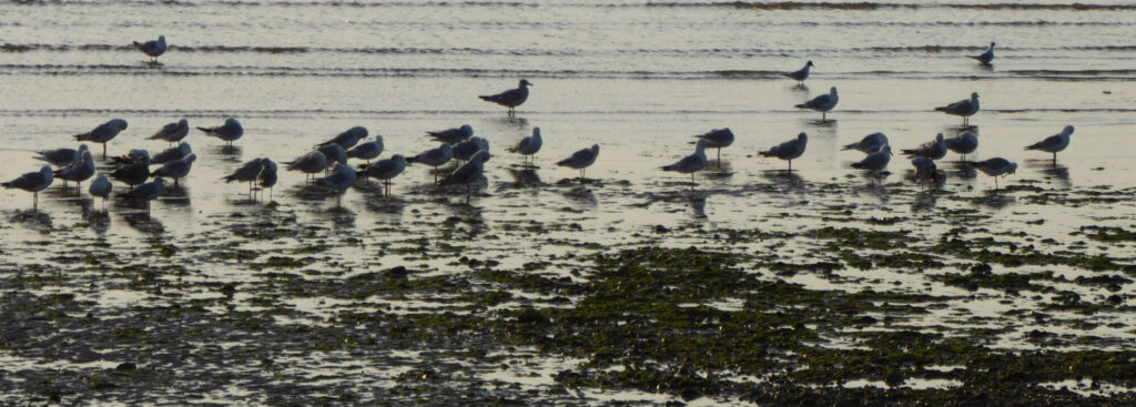 GULLS-ON-THE-BEACH_Larry-Coleman