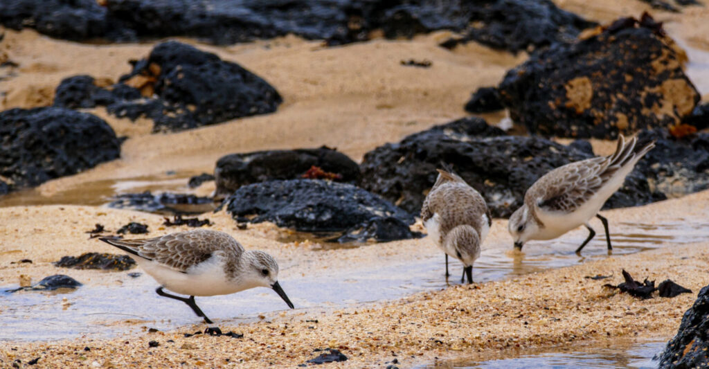 SANDERLING_-Duncan-Gray