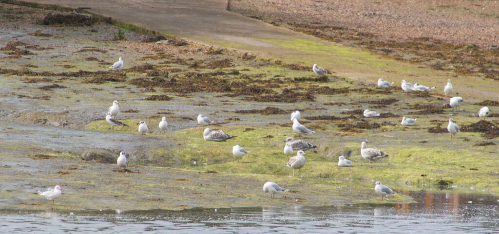 SEA-GULLS_Larry-Coleman
