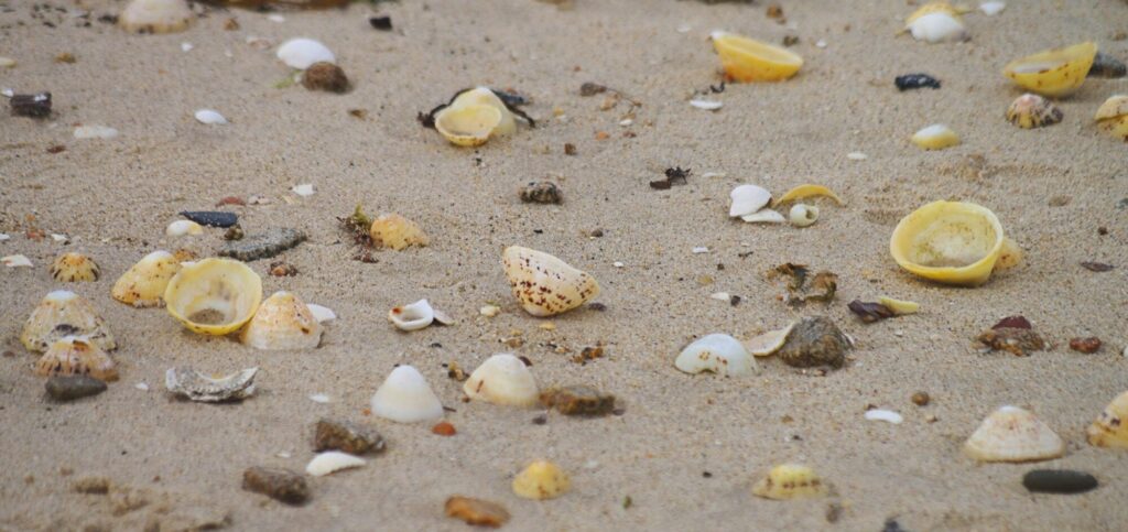 SHELL-SHOCKED_Lee-Mullins