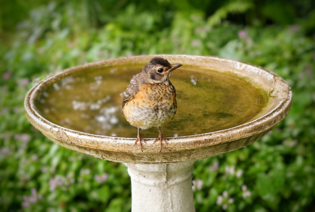 BABIES-BATH_-Helen-Hillman