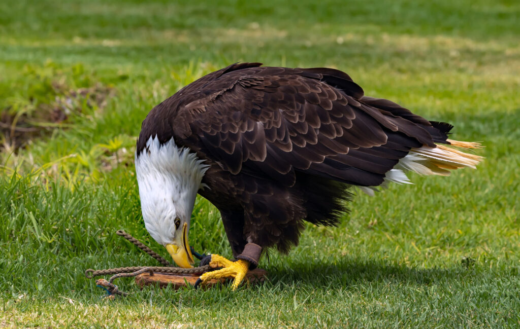 BALD-EAGLE-FEEDING_Dave-Patton