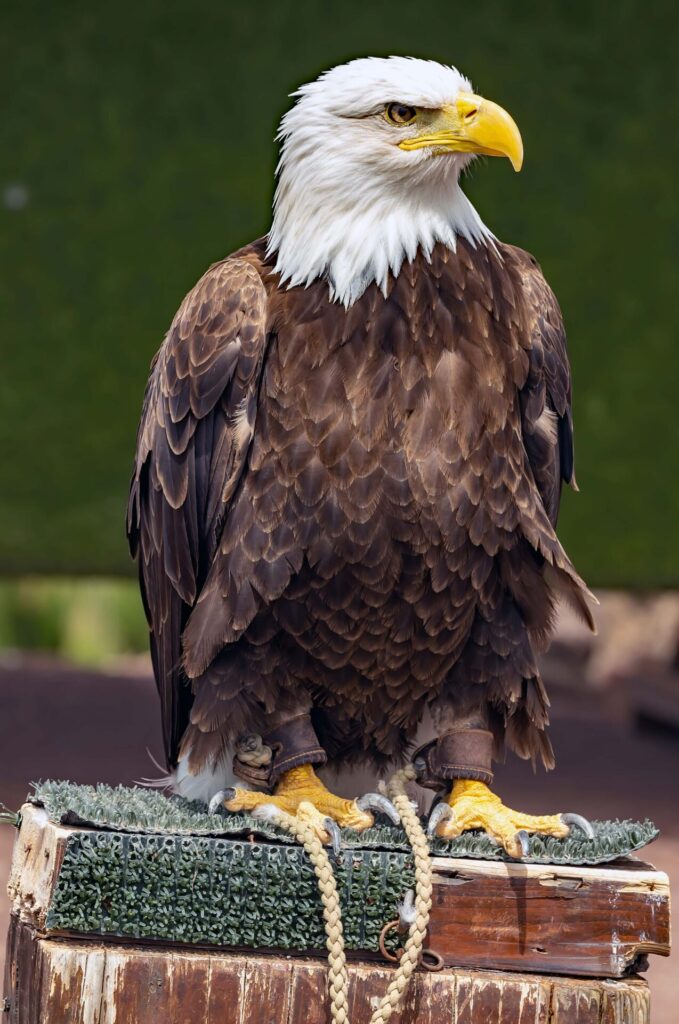 BALD-EAGLE_Dave-Patton