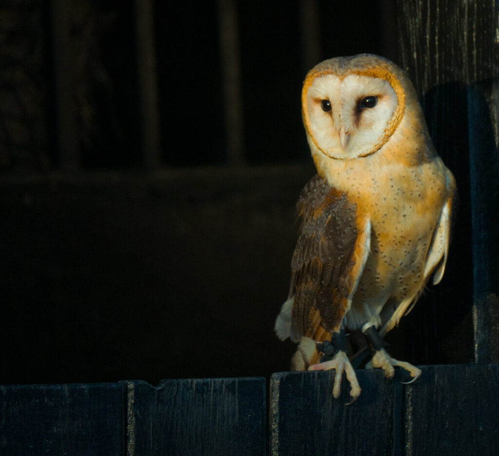 BARN OWL_Larry Coleman