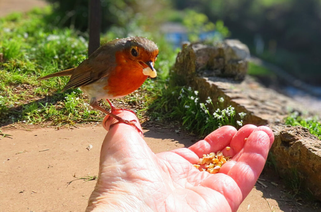 BIRD-IN-HAND_Helen-Hillman
