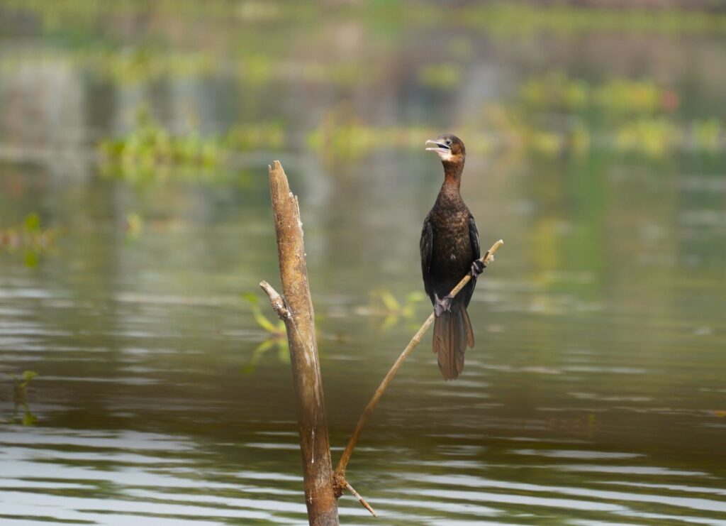 CORMORANT JUVENILE_Ashok Nagrani