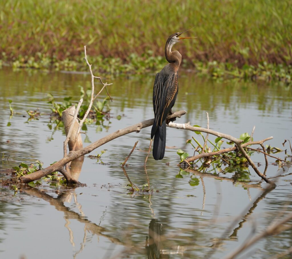 CORMORANT_Ashok Nagrani