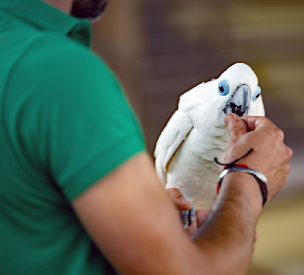 FEED-THE-BIRDS_Dave-Patton