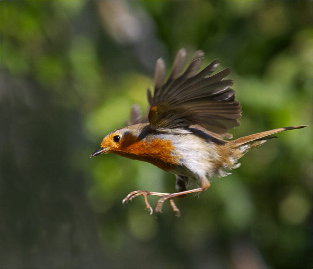 FLIGHT OF THE ROBIN_Keith Vincent