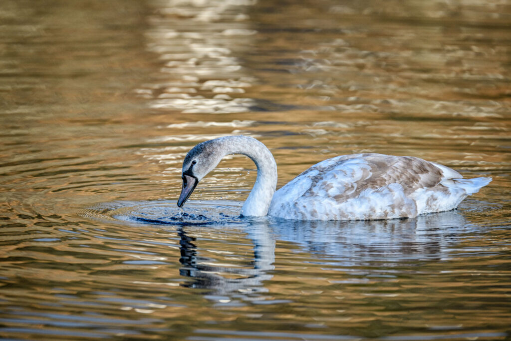 GROWING-CYGNET_Duncan-Gray