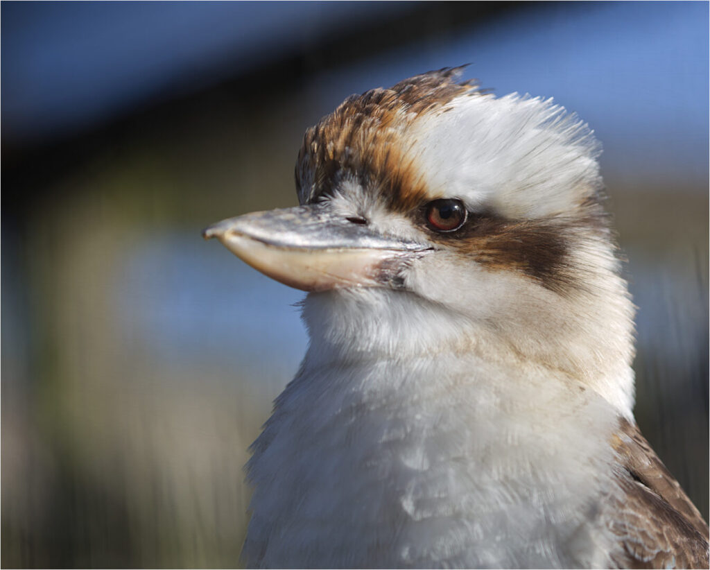 KOOKABURRA_Keith Vincent