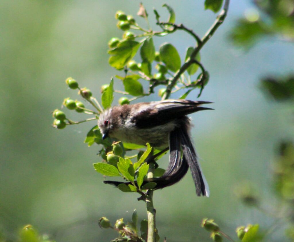 LONG TAILED TIT_Jason Day