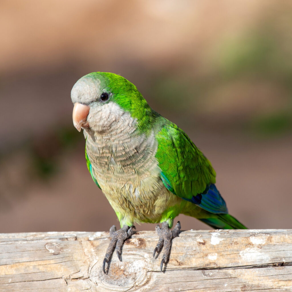 PARAKEET-IN-JANDIA_Wendy-Kerr