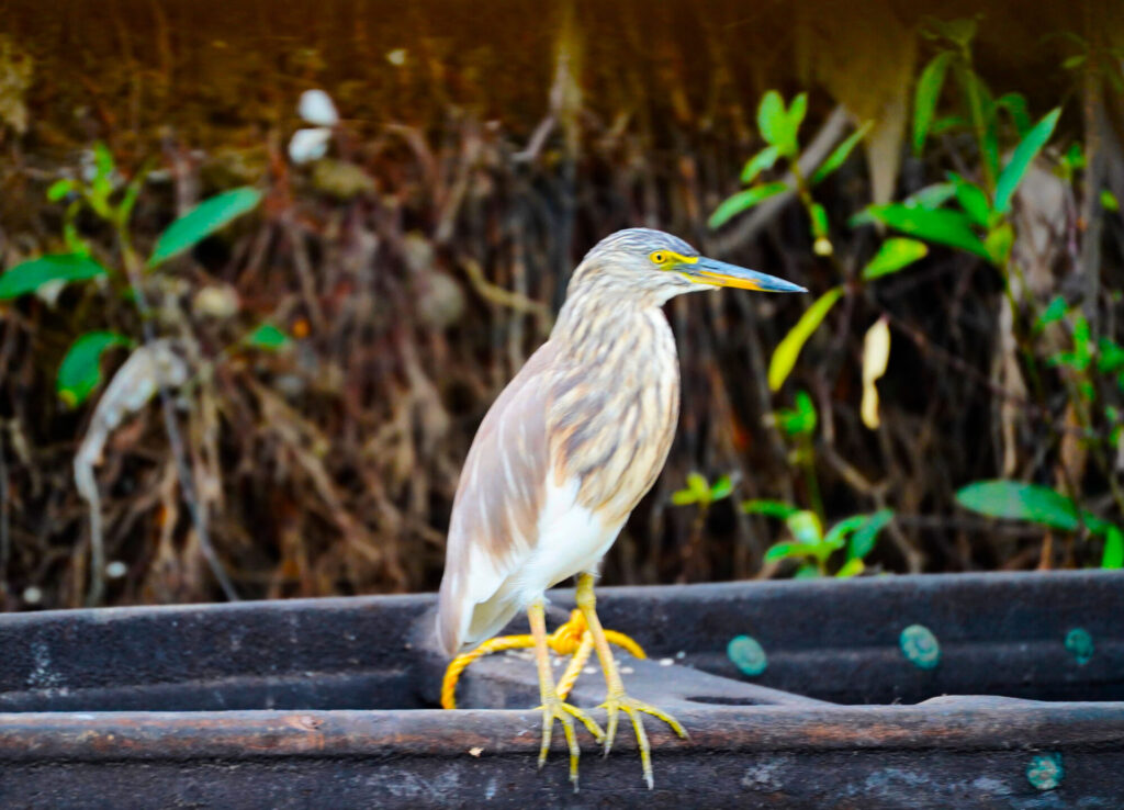 POND-HERON_Ashok-Nagrani