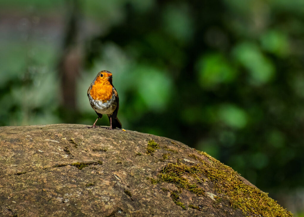 ROBIN-ON-A-ROCK_Duncan-Gray