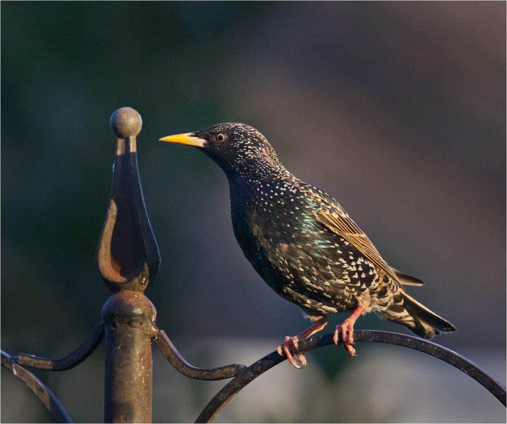 STARLING IN THE GARDEN_Keith Vincent